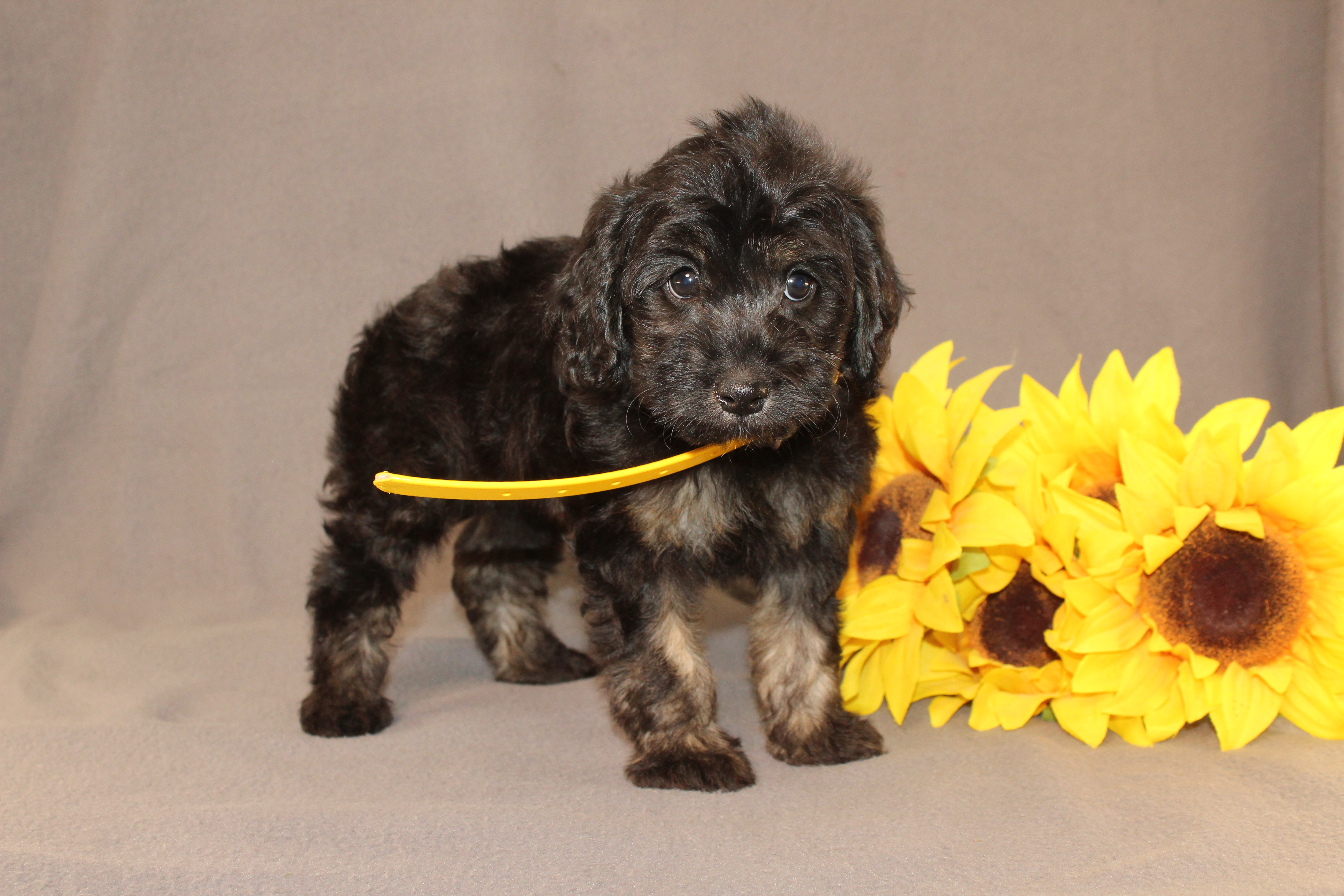 puppy, for, sale, Mini Cavagoldendoodle, Ivan J. Stoltzfus, dog, breeder, Dornsife, PA, dog-breeder, puppy-for-sale, forsale, nearby, find, puppyfind, locator, puppylocator, aca